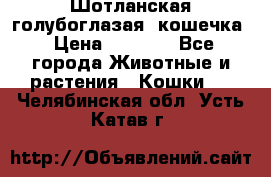 Шотланская голубоглазая  кошечка › Цена ­ 5 000 - Все города Животные и растения » Кошки   . Челябинская обл.,Усть-Катав г.
